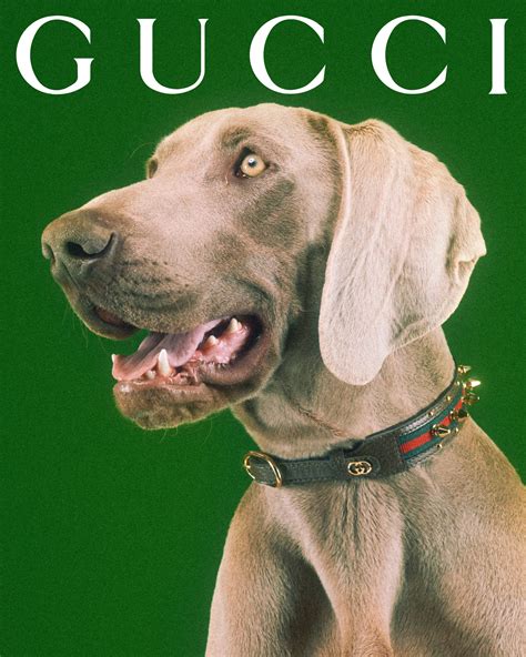 cat in gucci|Gucci collar for dogs.